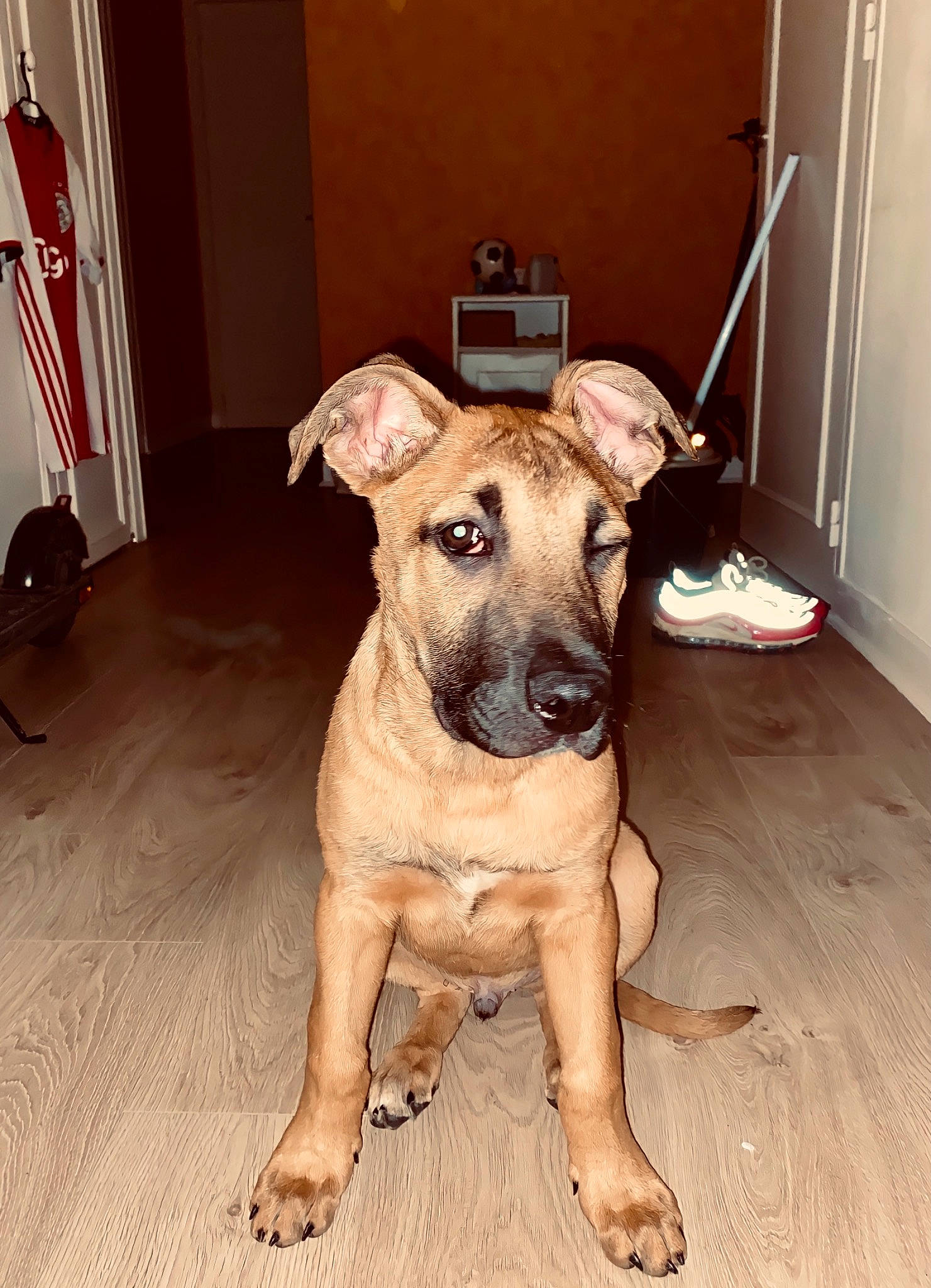 Draco participe au concours pour gagner de l'argent avec cette photo : carnivore, chair, collar, companion_dog, dog, dog_breed, dog_clothes, dog_collar, fawn, flooring, guard_dog, hardwood, molosser, pet_supply, snout, terrestrial_animal, toy_dog, whiskers, wood, working_animal