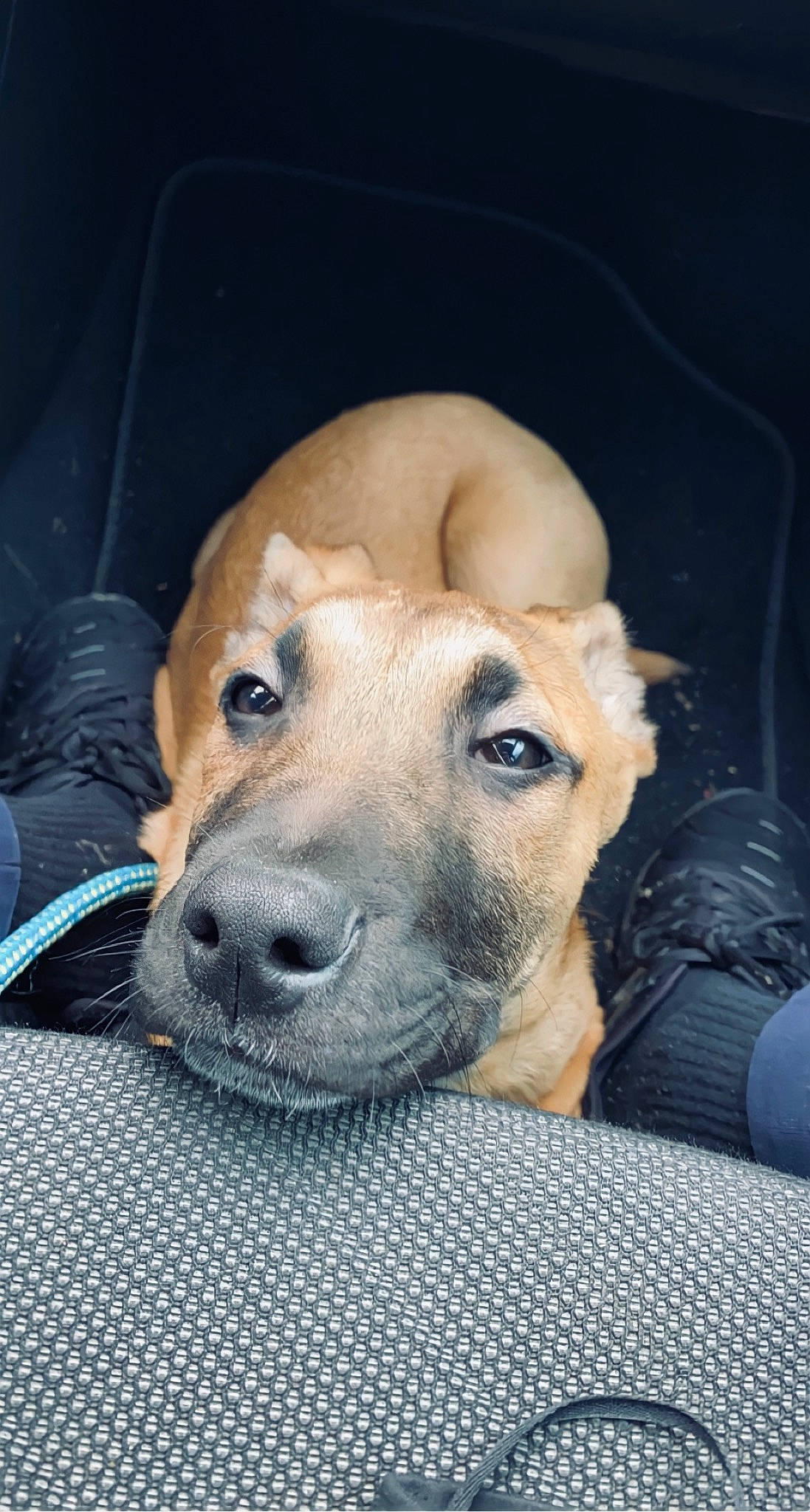 Draco participe au concours pour gagner de l'argent avec cette photo : canidae, carnivore, companion_dog, dog, dog_breed, ear, fawn, fur, guard_dog, luggage_and_bags, non_sporting_group, snout, sporting_group, street_dog, terrestrial_animal, whiskers, working_animal