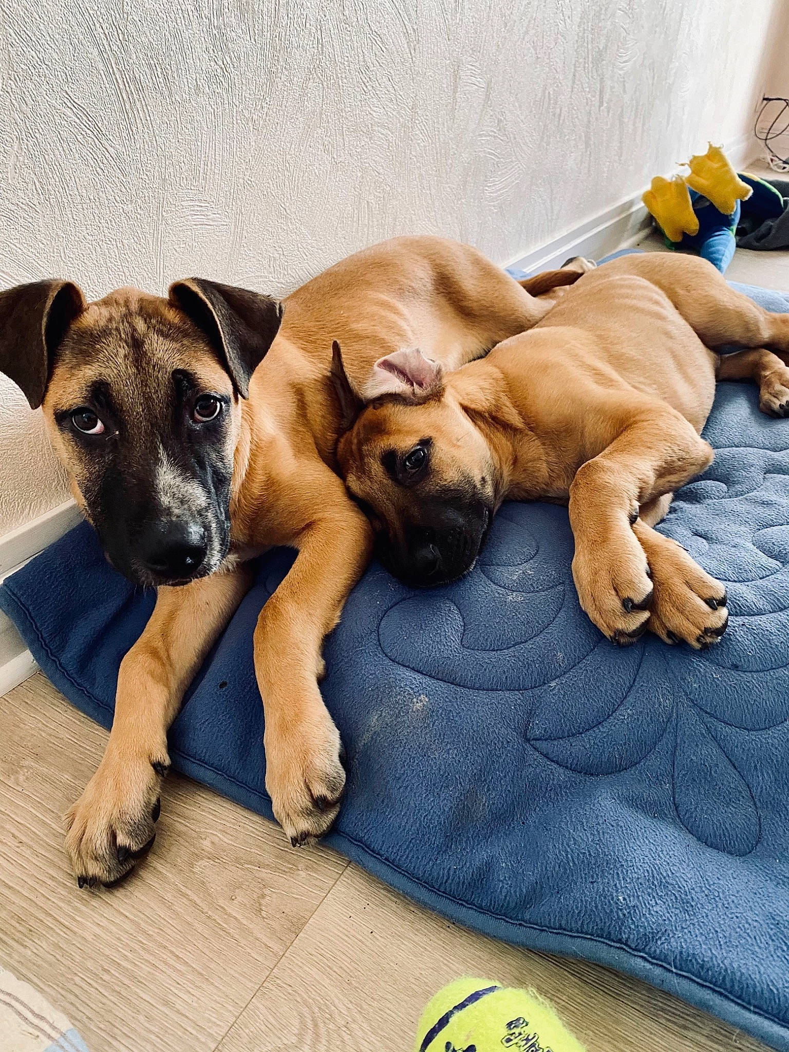 Draco a rejoint le concours — aidez-le/la à gagner de superbes lots ! canidae, carnivore, comfort, companion_dog, dog, dog_breed, dog_supply, fawn, guard_dog, linens, paw, puppy_love, snout, sporting_group, street_dog, tail, terrestrial_animal, toy_dog, working_animal, working_dog