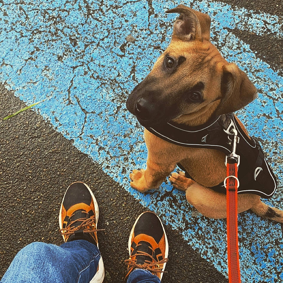 Draco participe au concours pour gagner de l'argent avec cette photo : asphalt, beauty, carnivore, cool, dog, dog_breed, fawn, footwear, grass, people, people_in_nature, photograph, road_surface, shoe, sneakers, snout, terrestrial_animal, tints_and_shades, walking_shoe, working_animal