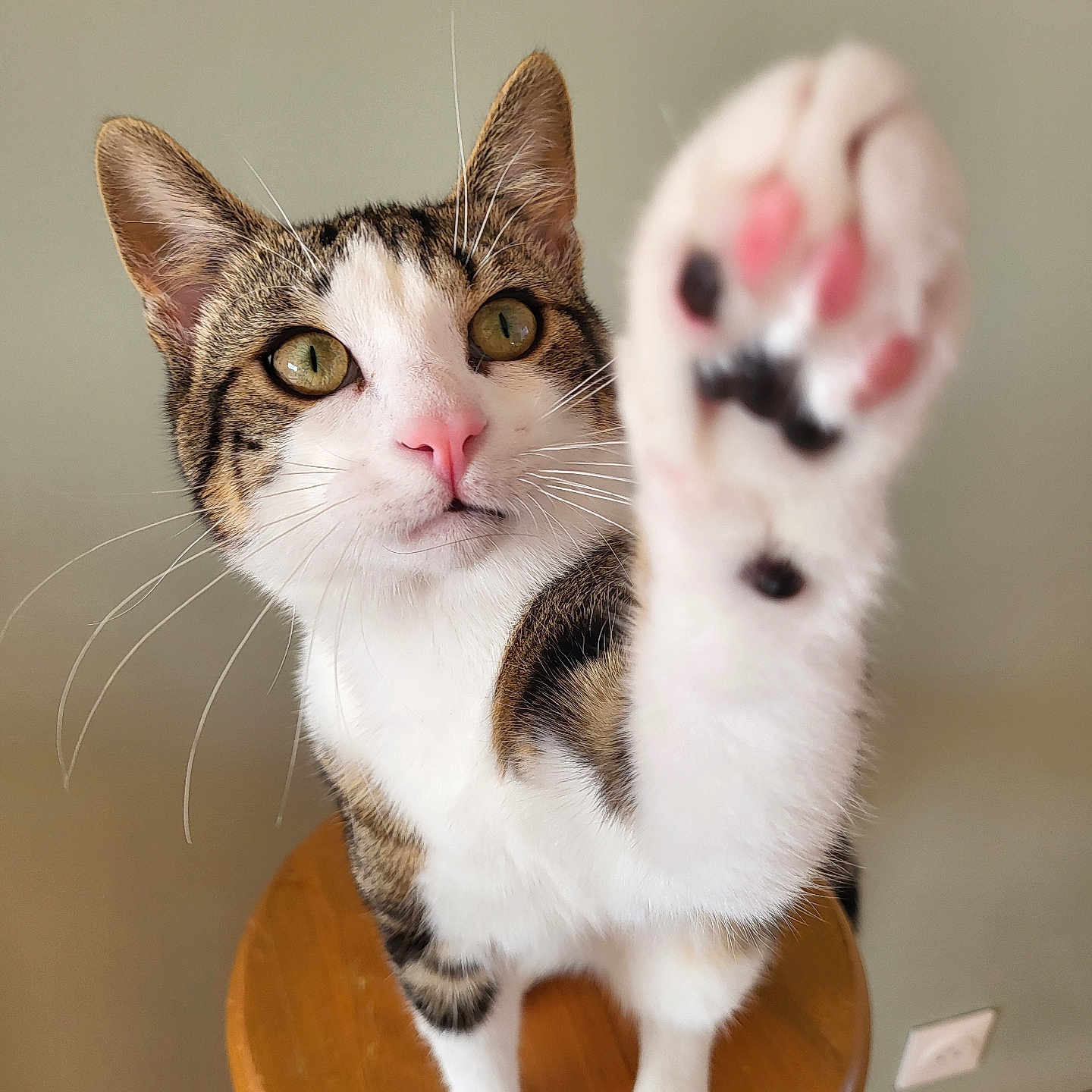 Chaussette participe au concours pour gagner de l'argent avec cette photo : abyssinian, angora, animal, bodypart, cat, furniture, hardwood, kitten, manx, mouth, person, pet, plywood, siamese, wood