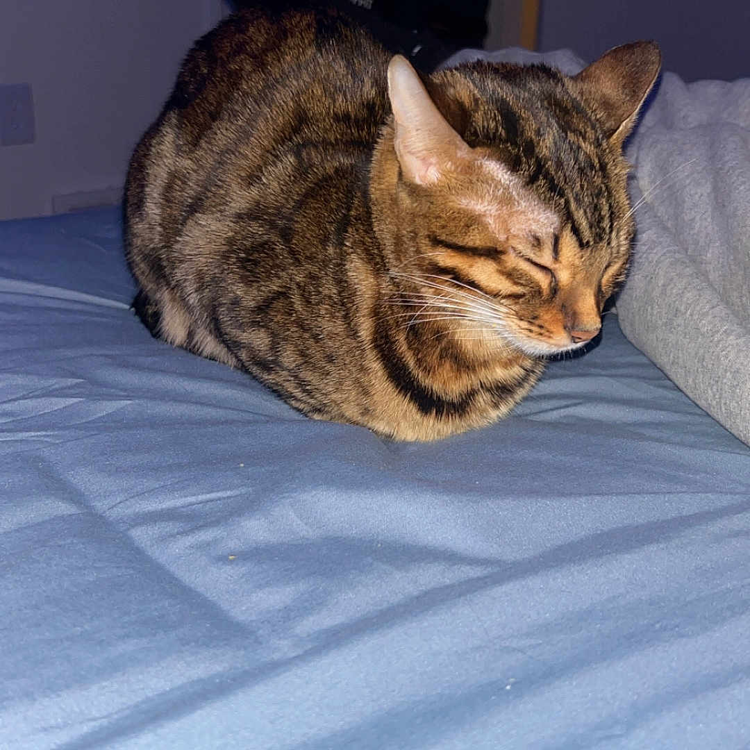 Mocha