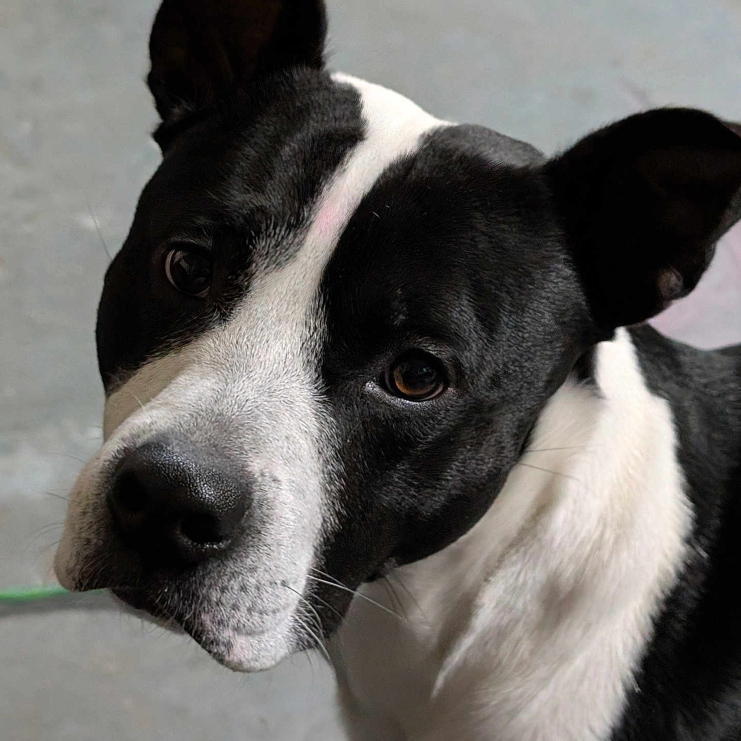 Domino joined the competition — help win amazing prizes! animal, black_and_white, canine, close_up, companion, concrete_floor, curious, dog, ears, eyes, fur, head, indoor, looking, muzzle, nose, pet, portrait, short_hair, whiskers