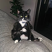 Sammy is registered to the contest to win money with this photo: cat, tuxedo_cat, indoor, couch, gray_fabric, plant, living_room, pet, feline, sitting, whiskers, collar, tag, home, domestic_animal, relaxed, fur, paw, bright_eyes, night