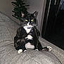 cat, tuxedo_cat, indoor, couch, gray_fabric, plant, living_room, pet, feline, sitting, whiskers, collar, tag, home, domestic_animal, relaxed, fur, paw, bright_eyes, night
