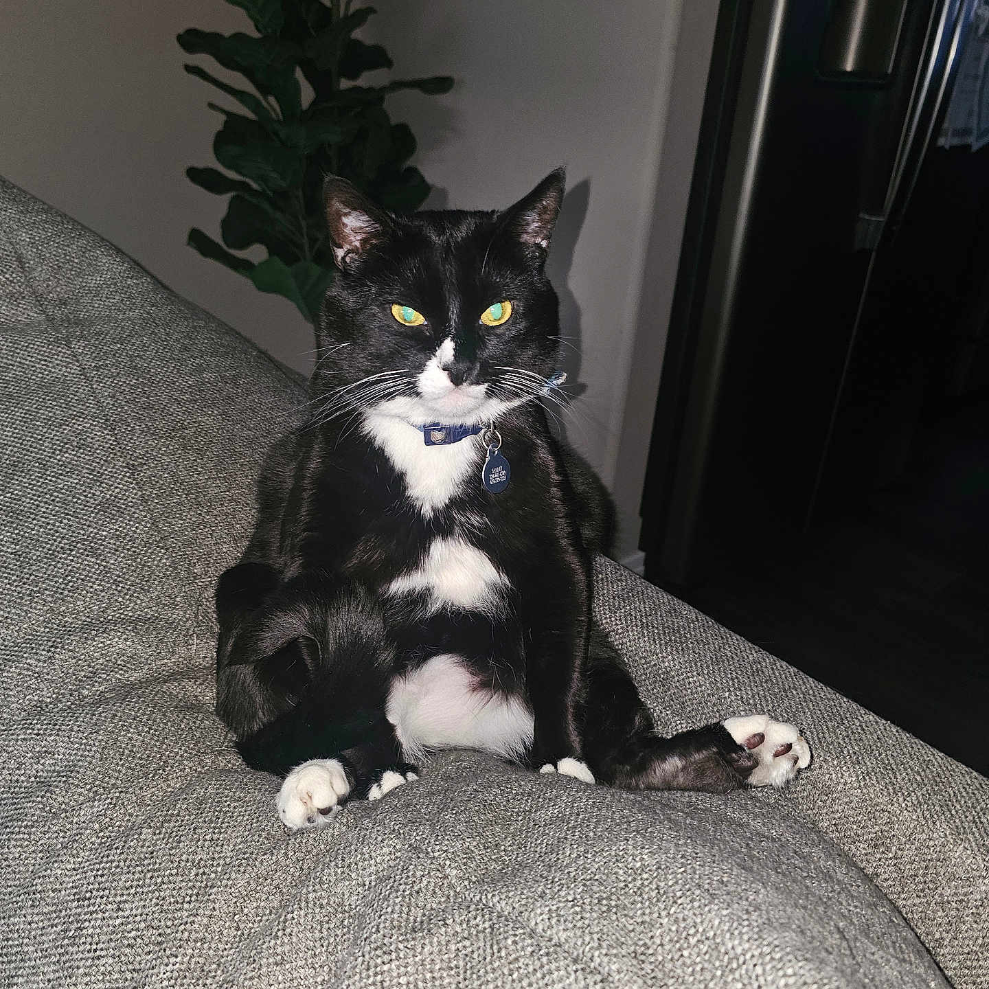 Sammy is registered to the contest to win money with this photo: bright_eyes, cat, collar, couch, domestic_animal, feline, fur, gray_fabric, home, indoor, living_room, night, paw, pet, plant, relaxed, sitting, tag, tuxedo_cat, whiskers