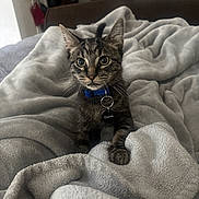 Peekaboo joined the competition — help win amazing prizes! animal, blanket, cat, collar, cozy, curious, cute, fur, furniture, gray, home, indoor, kitten, pet, portrait, relaxed, soft, tabby, whiskers, young