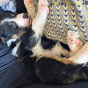 Aïko a rejoint le concours — aidez-le/la à gagner de superbes lots ! puppy, sleeping, fur, black, white, pink_paws, blanket, pattern, cozy, cute, animal, pet, young_dog, napping, resting, soft, indoors, closeup, relaxed, adorable