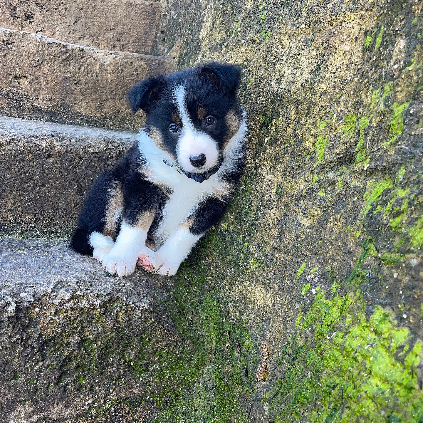 Aïko a rejoint le concours — aidez-le/la à gagner de superbes lots ! adorable, animal, cute, dog, ears, fur, looking_up, moss, nature, nose, outdoor, paw, pet, puppy, sitting, steps, stone, texture, tricolor, young