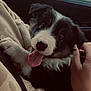 Aïko participe au concours pour gagner de l'argent avec cette photo : puppy, dog, tongue_out, black_and_white, cuddling, person, hand, hoodie, car_interior, window, cute, pet, fur, close_up, happy, young_dog, animal, indoor, portrait, smiling