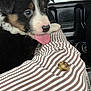 puppy, dog, pet, close_up, tongue_out, striped_shirt, person, car_interior, seat, button, window, black_fur, white_fur, brown_fur, cute, animal, young, face, domestic_animal, side_view