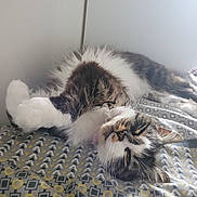 Ruby a rejoint le concours — aidez-le/la à gagner de superbes lots ! cat, tabby, fluffy, white_paws, bedspread, patterned, relaxing, stretching, indoor, pet, feline, sleepy, whiskers, ears, fur, resting, soft_light, comfort, cozy, closeup