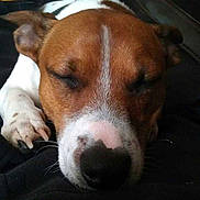 Toto participe au concours pour gagner de l'argent avec cette photo :