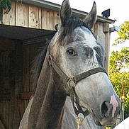 Maurice a rejoint le concours — aidez-le/la à gagner de superbes lots !