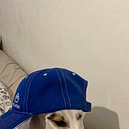 T Rex joined the competition — help win amazing prizes! dog, puppy, white_dog, blue_cap, cap, pet, indoor, couch, beige_couch, sitting, cute, animal, domestic_animal, canine, young_dog, face, ears, snout, fur, companion