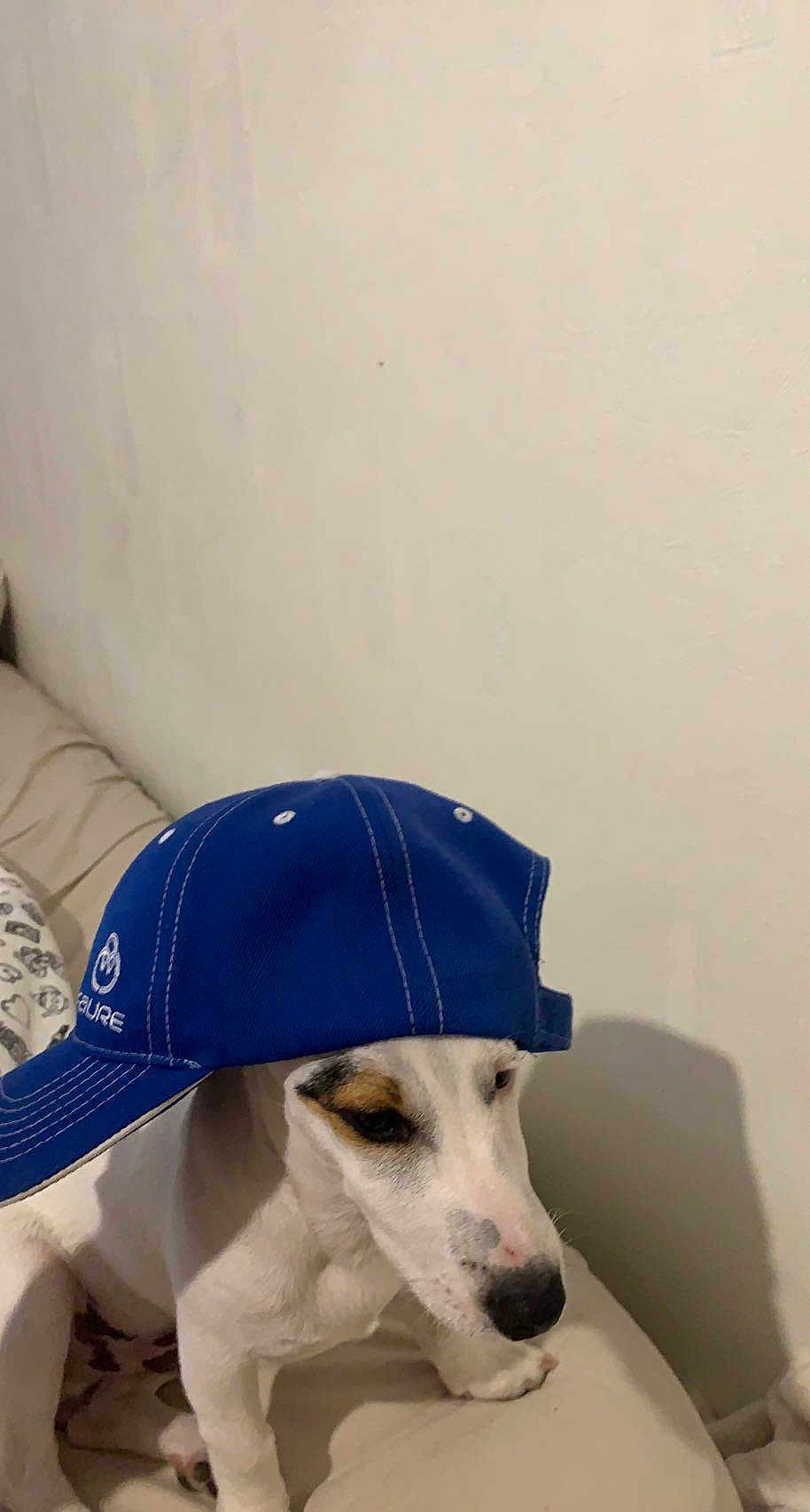 T Rex joined the competition — help win amazing prizes! dog, puppy, white_dog, blue_cap, cap, pet, indoor, couch, beige_couch, sitting, cute, animal, domestic_animal, canine, young_dog, face, ears, snout, fur, companion