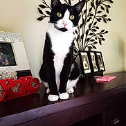 Dodger is registered to the contest to win money with this photo: