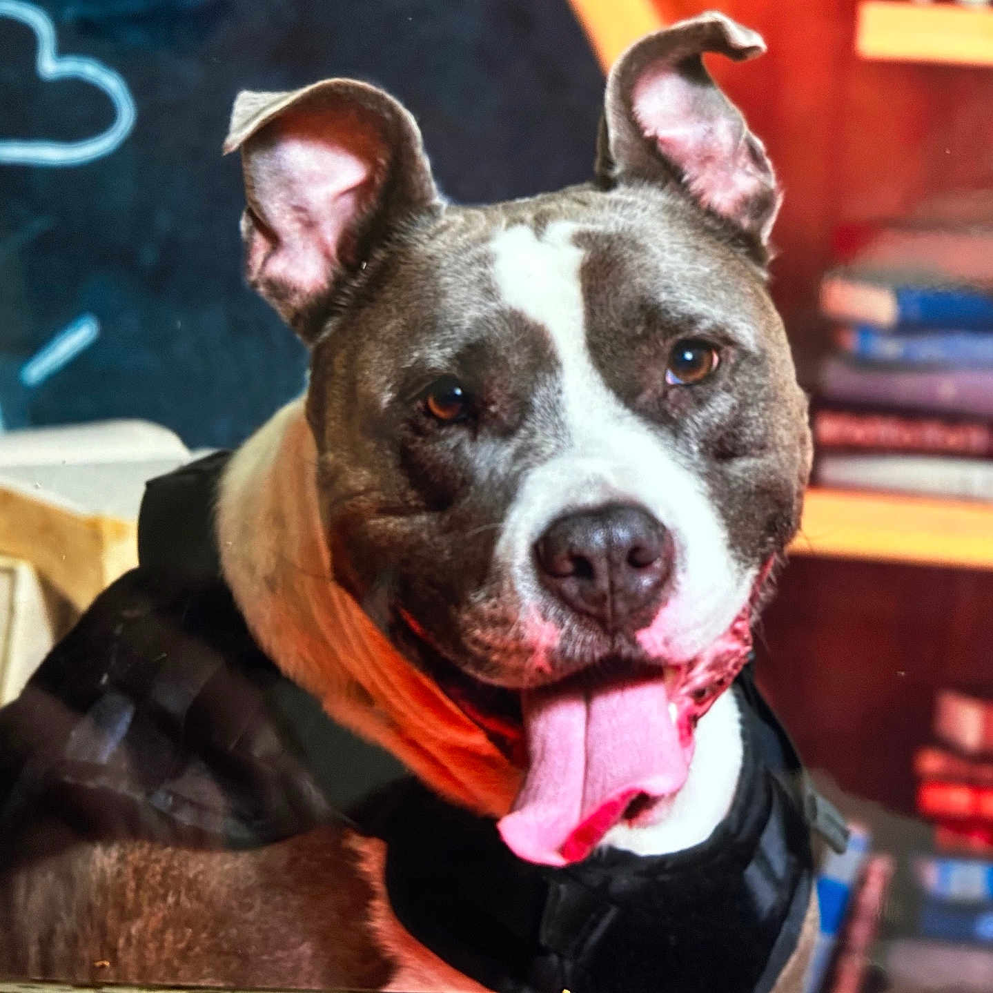 Dimitri Fort participe au concours pour gagner de l'argent avec cette photo : animal, bodypart, boxer, bulldog, canine, cream, dessert, dog, face, frenchbulldog, head, mouth, person, pet, photography, pitbull, portrait, puppy, snout, tongue