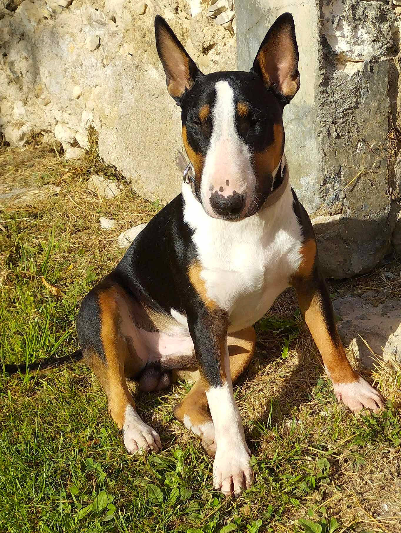 Thirion participe au concours pour gagner de l'argent avec cette photo : ancient_dog_breeds, canidae, carnivore, companion_dog, dog, dog_breed, fawn, grass, hunting_dog, non_sporting_group, snout, sporting_group, terrestrial_animal, terrier, whiskers, working_animal, working_dog