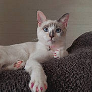 Suki joined the competition — help win amazing prizes! cat, white_cat, blue_eyes, paws, pink_nail_polish, bell_collar, lounging, indoor, feline, pet, relaxed, close_up, portrait, fur, whiskers, cute, animal, domestic_cat, resting, cozy