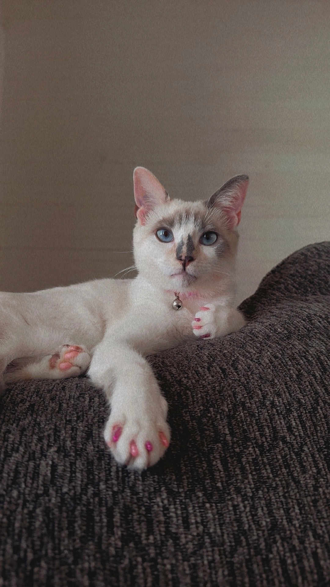 Suki joined the competition — help win amazing prizes! cat, white_cat, blue_eyes, paws, pink_nail_polish, bell_collar, lounging, indoor, feline, pet, relaxed, close_up, portrait, fur, whiskers, cute, animal, domestic_cat, resting, cozy