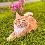 cat, orange_cat, white_fur, fluffy, grass, greenery, flowers, pink_flowers, outdoor, nature, animal, pet, lying_down, close_up, whiskers, tail, daylight, cute, feline, relaxed