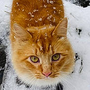 Marvin is registered to the contest to win money with this photo: cat, orange_cat, snow, outdoor, fur, whiskers, yellow_eyes, close_up, winter, curious, animal, pet, cute, fluffy, nature, ground, snowflakes, face, looking_up, portrait