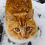 cat, orange_cat, snow, outdoor, fur, whiskers, yellow_eyes, close_up, winter, curious, animal, pet, cute, fluffy, nature, ground, snowflakes, face, looking_up, portrait
