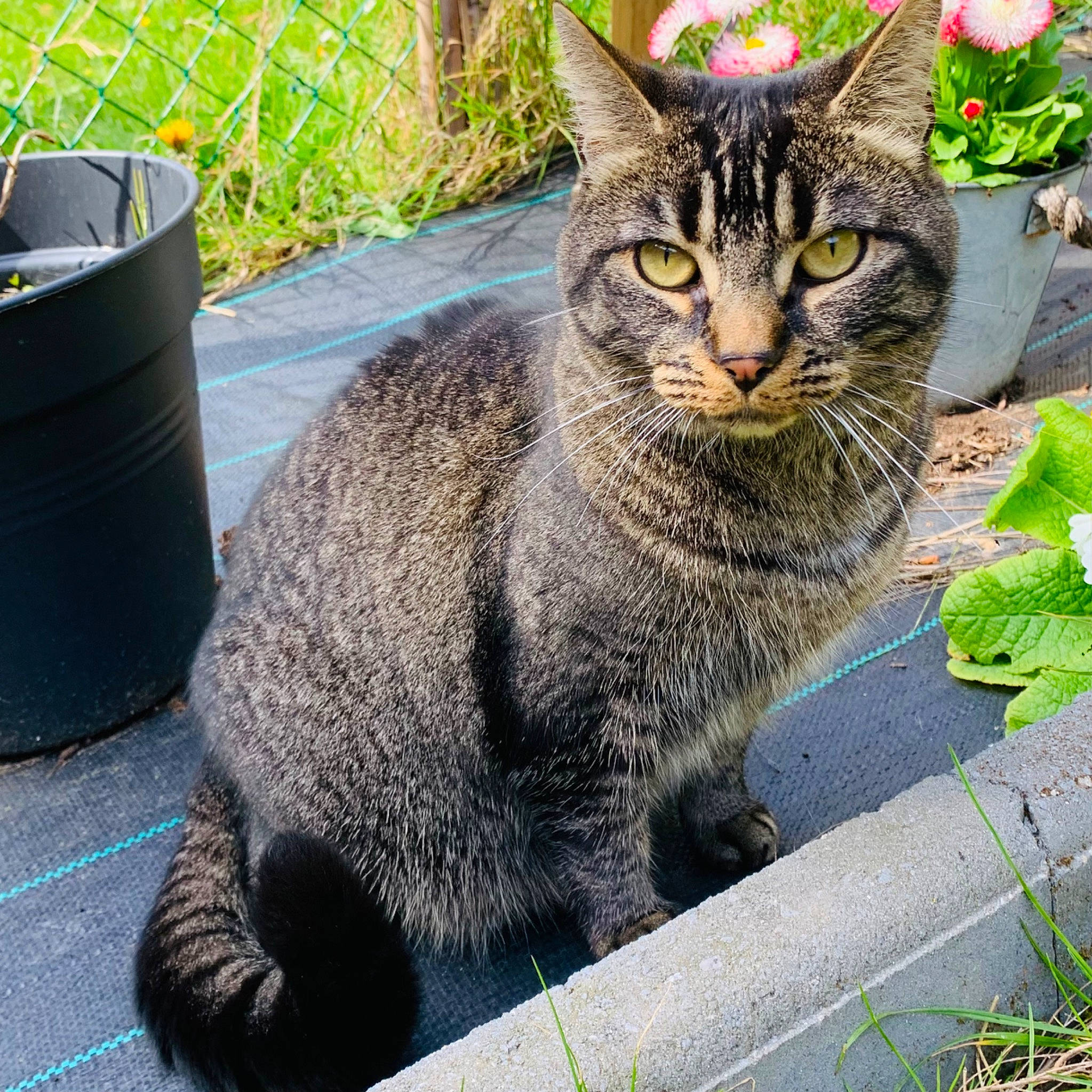Crevette a rejoint le concours — aidez-le/la à gagner de superbes lots ! carnivore, cat, domestic_short_haired_cat, felidae, flower, flowerpot, fur, grass, grey, groundcover, houseplant, plant, road_surface, sitting, small_to_medium_sized_cats, snout, tail, terrestrial_animal, whiskers, window
