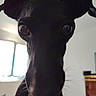 dog, black_dog, pet, animal, close_up, portrait, large_eyes, floppy_ears, curious, indoor, home, window, backlighting, shadow, snout, whiskers, short_hair, sitting, alert, photography
