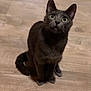 Lou a rejoint le concours — aidez-le/la à gagner de superbes lots ! asian, black_cat, bombay, burmese, carnivore, cat, chartreux, domestic_short_haired_cat, felidae, german_rex, havana_brown, kitten, korat, mammal, russian_blue, small_to_medium_sized_cats, snout, tail, vertebrate, whiskers