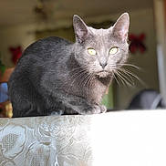 Lou a rejoint le concours — aidez-le/la à gagner de superbes lots ! asian, burmese, carnivore, cat, chartreux, domestic_short_haired_cat, european_shorthair, felidae, korat, mammal, nebelung, oriental_shorthair, russian_blue, small_to_medium_sized_cats, snout, vertebrate, whiskers