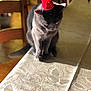 Lou a rejoint le concours — aidez-le/la à gagner de superbes lots ! black_cat, british_shorthair, carnivore, cat, chartreux, felidae, fur, kitten, korat, nebelung, russian_blue, small_to_medium_sized_cats, whiskers