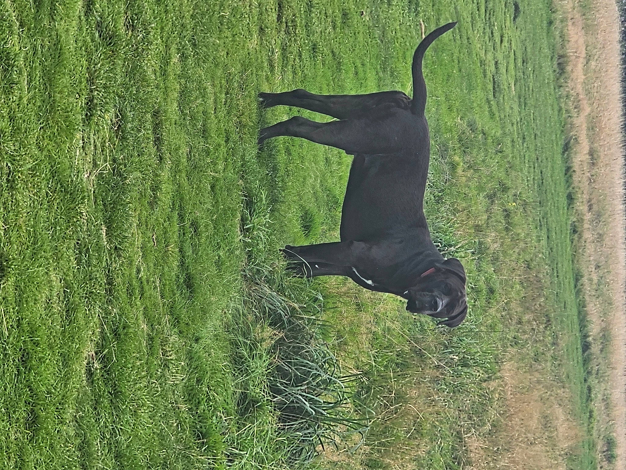 Ceasar joined the competition — help win amazing prizes! canidae, carnivore, dog, dog_breed, field, grass, grass_family, grassland, guard_dog, pasture, people_in_nature, plant, prairie, shadow, shrub, sporting_group, tail, tree, trunk, wood