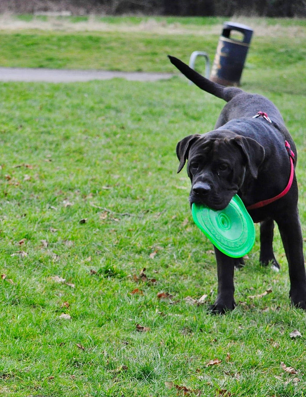 Ceasar is registered to the contest to win money with this photo: borador, carnivore, collar, companion_dog, dog, dog_breed, dog_collar, dog_supply, fawn, grass, grassland, groundcover, guard_dog, gun_dog, pasture, plant, snout, tail, terrestrial_animal, working_animal