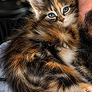 Altesse participe au concours pour gagner de l'argent avec cette photo : kitten, cat, blue_eyes, fluffy, fur, beard, man, face, close_up, portrait, indoor, pet, cute, animal, feline, snuggle, cozy, warm_light, soft_texture, companion