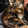 kitten, cat, blue_eyes, fluffy, fur, beard, man, face, close_up, portrait, indoor, pet, cute, animal, feline, snuggle, cozy, warm_light, soft_texture, companion