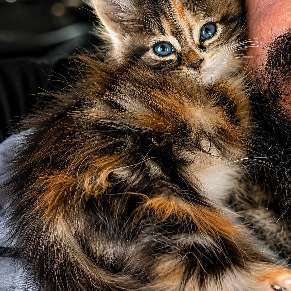 Altesse participe au concours pour gagner de l'argent avec cette photo : kitten, cat, blue_eyes, fluffy, fur, beard, man, face, close_up, portrait, indoor, pet, cute, animal, feline, snuggle, cozy, warm_light, soft_texture, companion