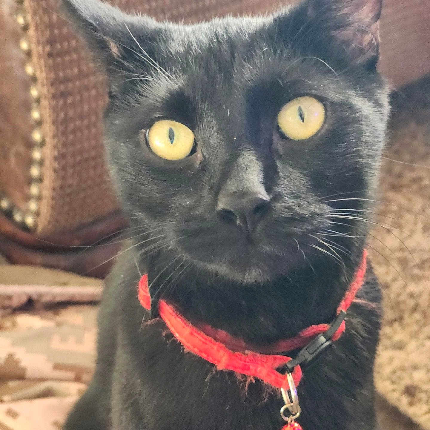 Gigi