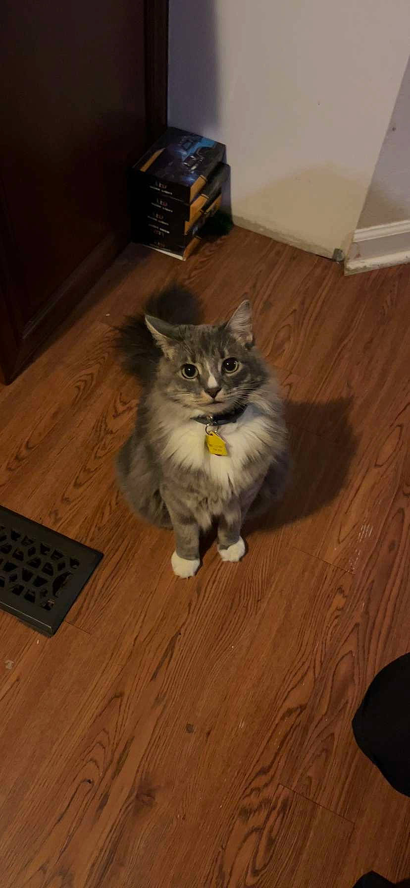 Milo Beans joined the competition — help win amazing prizes! box, carnivore, cat, domestic_short_haired_cat, felidae, floor, flooring, fur, hardwood, laminate_flooring, maine_coon, small_to_medium_sized_cats, snout, tail, terrestrial_animal, varnish, whiskers, wood, wood_flooring, wood_stain