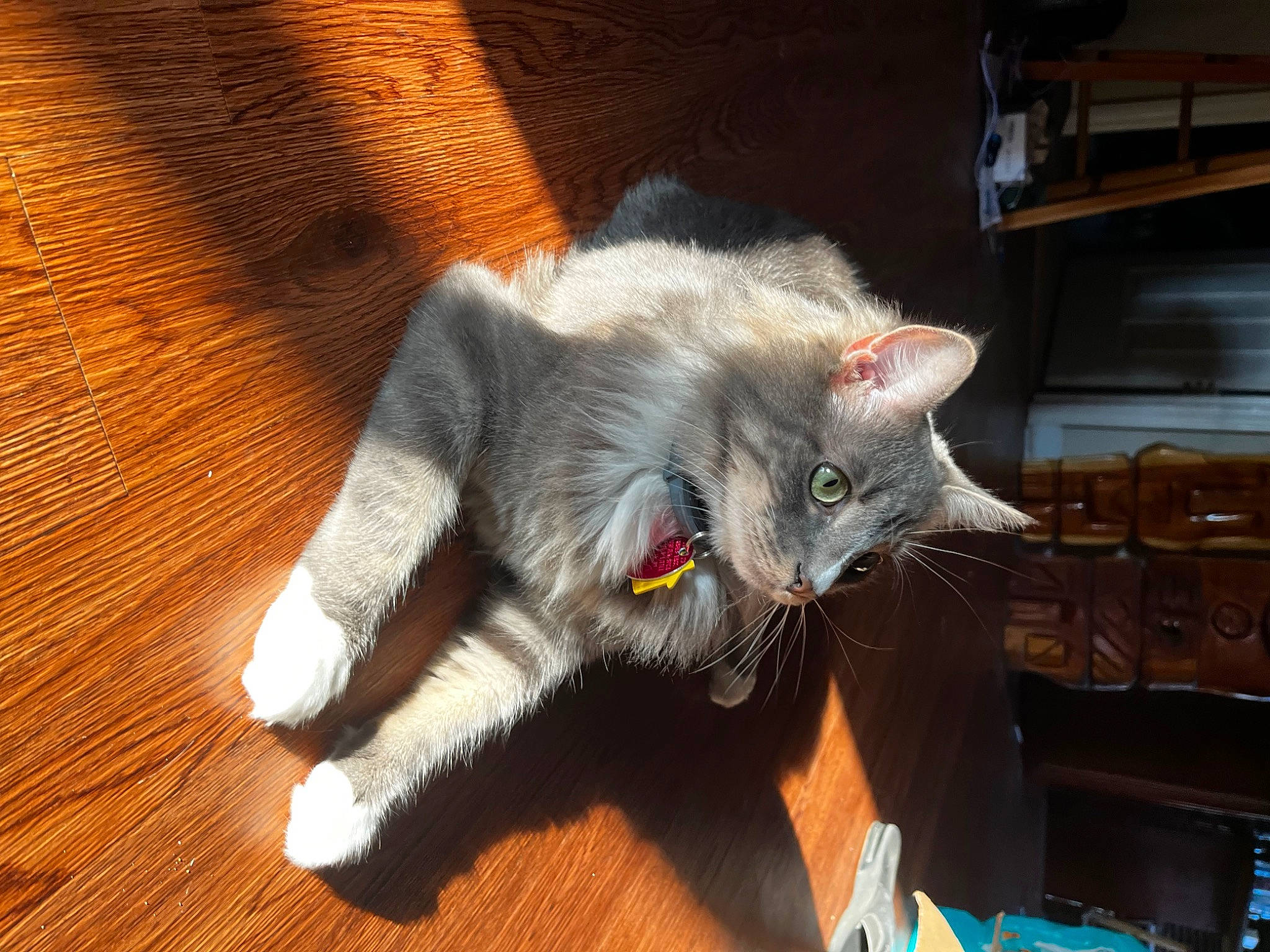 Milo Beans joined the competition — help win amazing prizes! carnivore, cat, claw, domestic_short_haired_cat, felidae, flooring, fur, hardwood, paw, plank, small_to_medium_sized_cats, snout, tail, varnish, whiskers, wood, wood_flooring, wood_stain