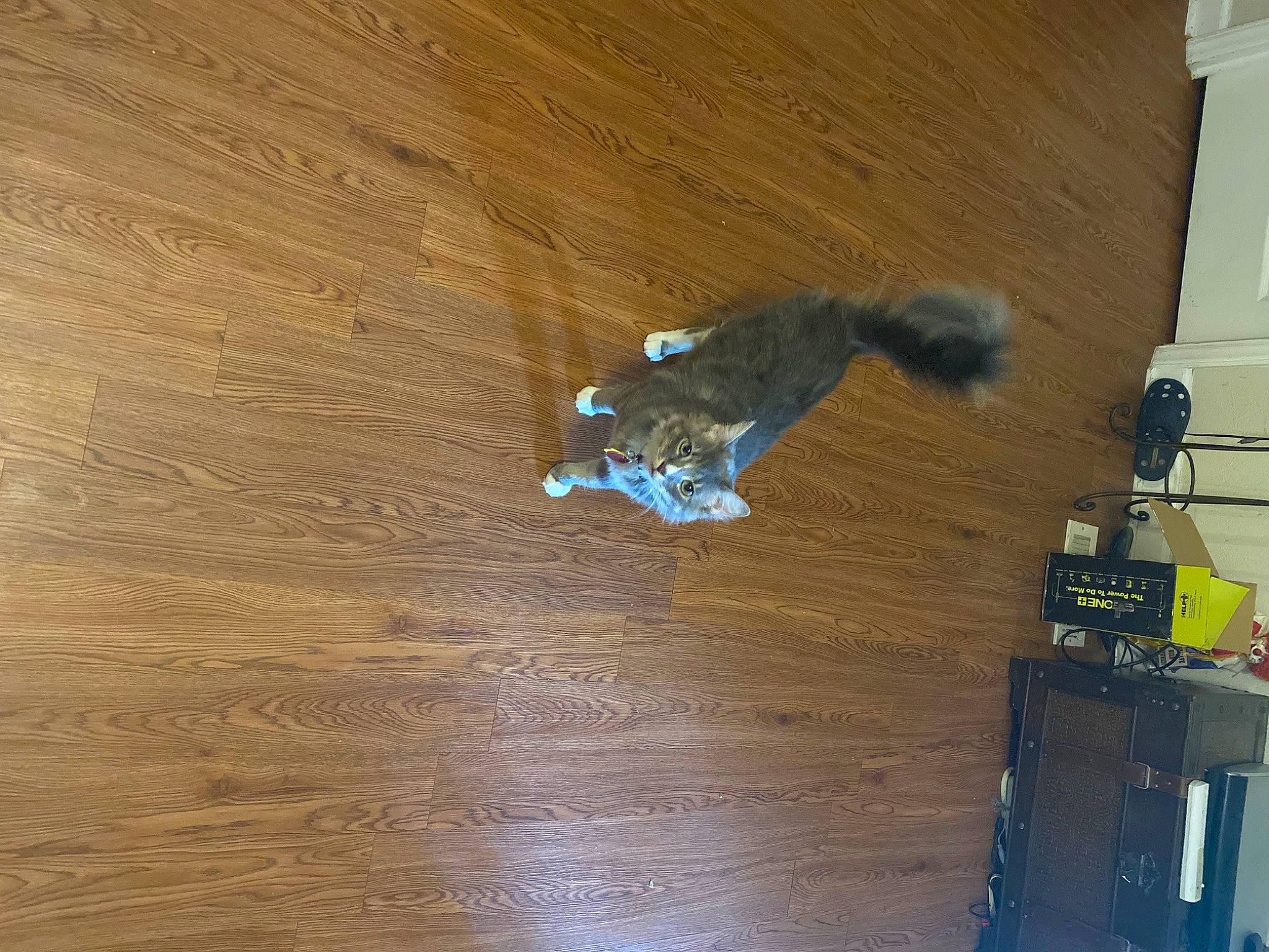 Milo Beans is registered to the contest to win money with this photo: ceiling, electric_blue, electrical_wiring, floor, flooring, hardwood, laminate_flooring, machine, pattern, plank, plywood, room, varnish, wood, wood_flooring, wood_stain