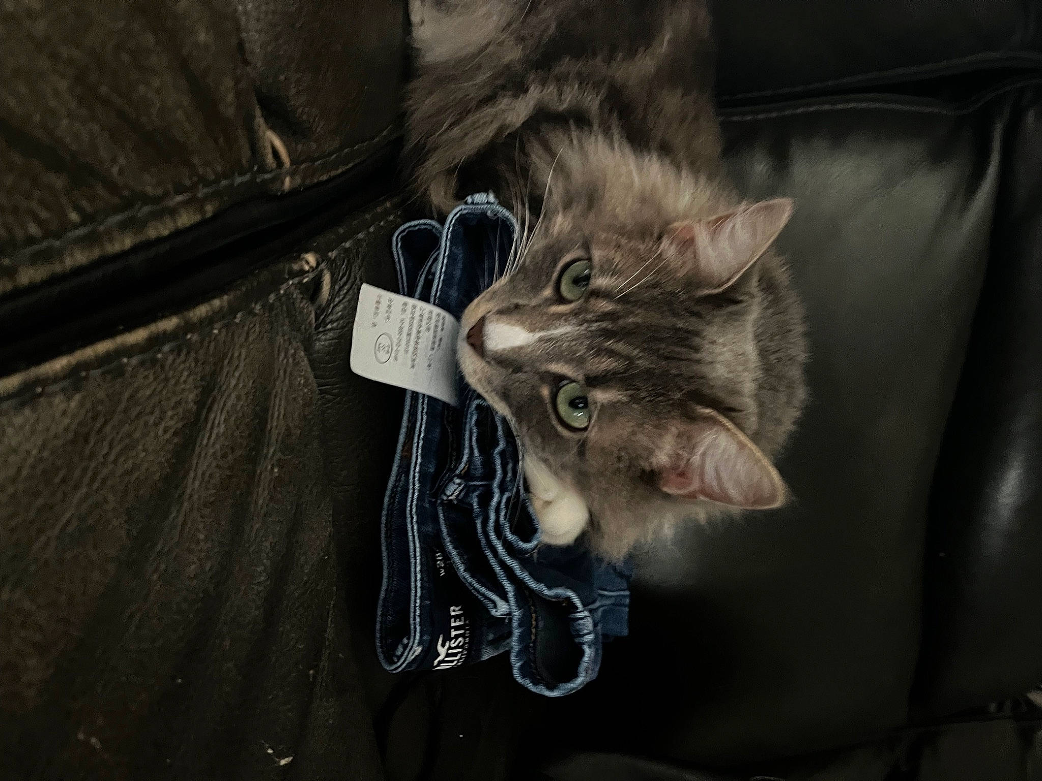 Milo Beans joined the competition — help win amazing prizes! bag, button, carnivore, cat, collar, comfort, darkness, denim, domestic_short_haired_cat, electric_blue, felidae, fur, grey, leather_jacket, luggage_and_bags, sleeve, small_to_medium_sized_cats, tail, whiskers, window