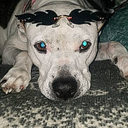 Sookie joined the competition — help win amazing prizes! dog, pet, glasses, sunglasses, flame_shaped, white_fur, black_spots, lying_down, blanket, indoor, close_up, face, paw, nail, relaxed, cool, accessory, animal, cute, portrait