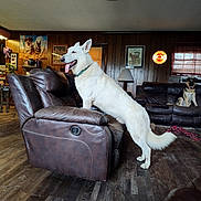 Quinn joined the competition — help win amazing prizes! dog, white_dog, brown_dog, living_room, leather_recliner, couch, wood_paneling, ceiling_fan, lamp, wall_clock, window, flooring, home_decor, indoor, pet, animal, tongue_out, furniture, relaxed, cozy
