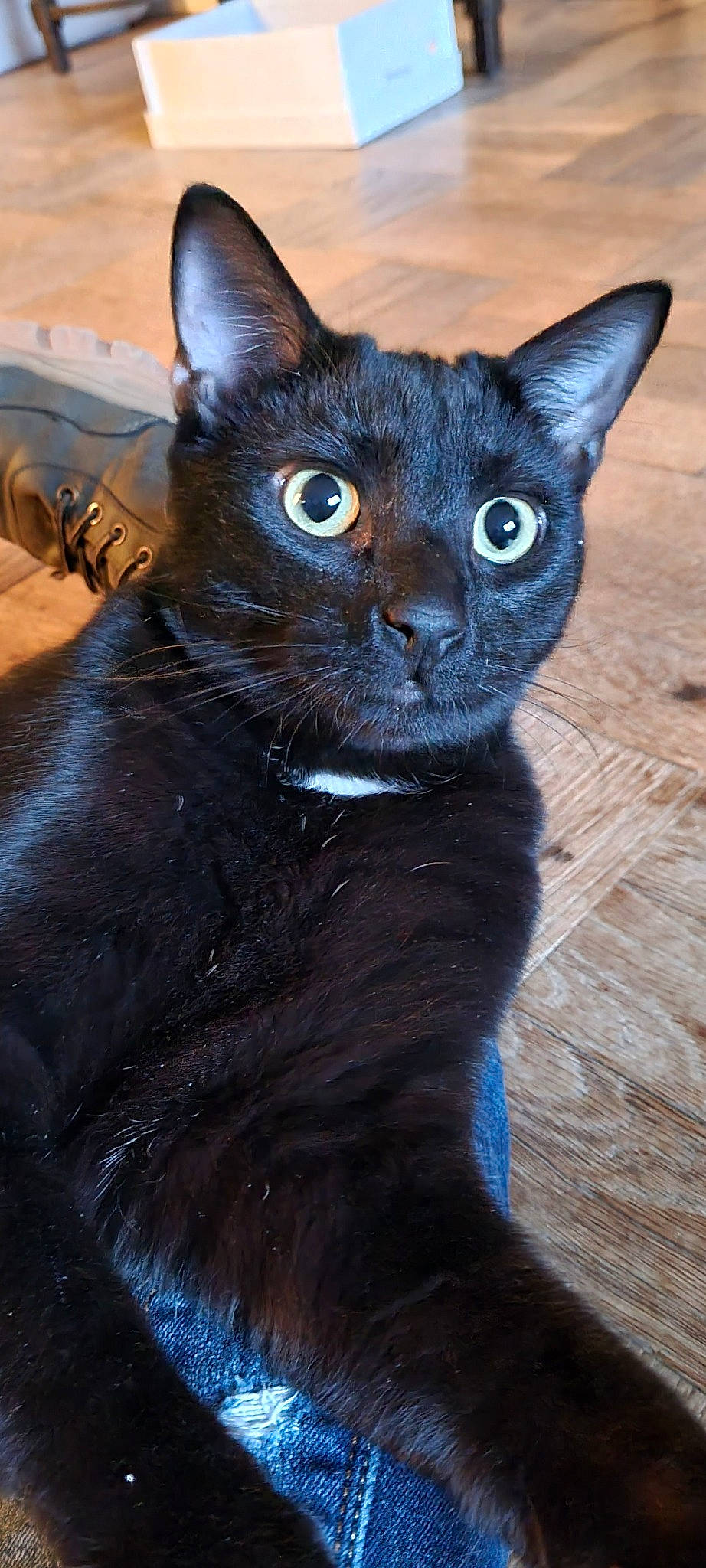 Chouky participe au concours pour gagner de l'argent avec cette photo : black_cat, bombay, carnivore, cat, domestic_short_haired_cat, electric_blue, felidae, fur, iris, small_to_medium_sized_cats, snout, terrestrial_animal, whiskers