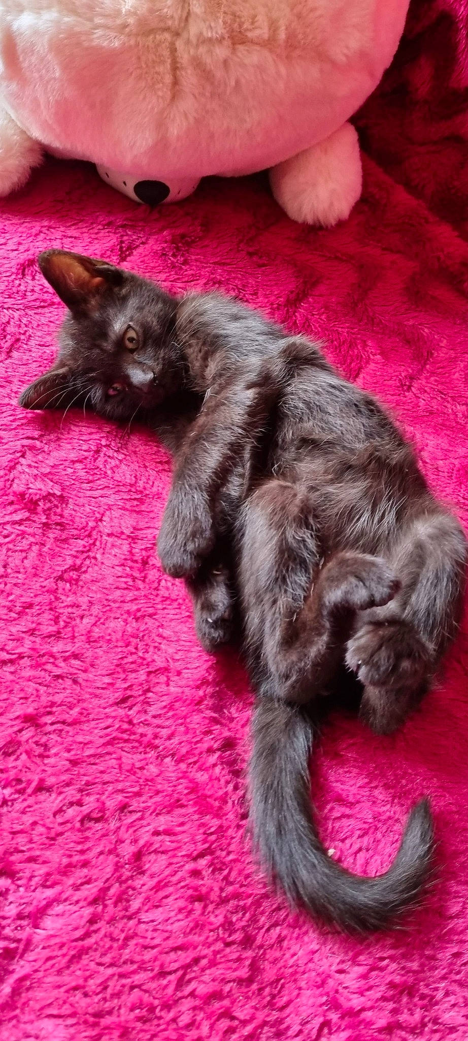 Chouky participe au concours pour gagner de l'argent avec cette photo : carnivore, carpet, cat, claw, comfort, dog_breed, fawn, felidae, flooring, fur, liver, magenta, paw, small_to_medium_sized_cats, tail, terrestrial_animal, whiskers