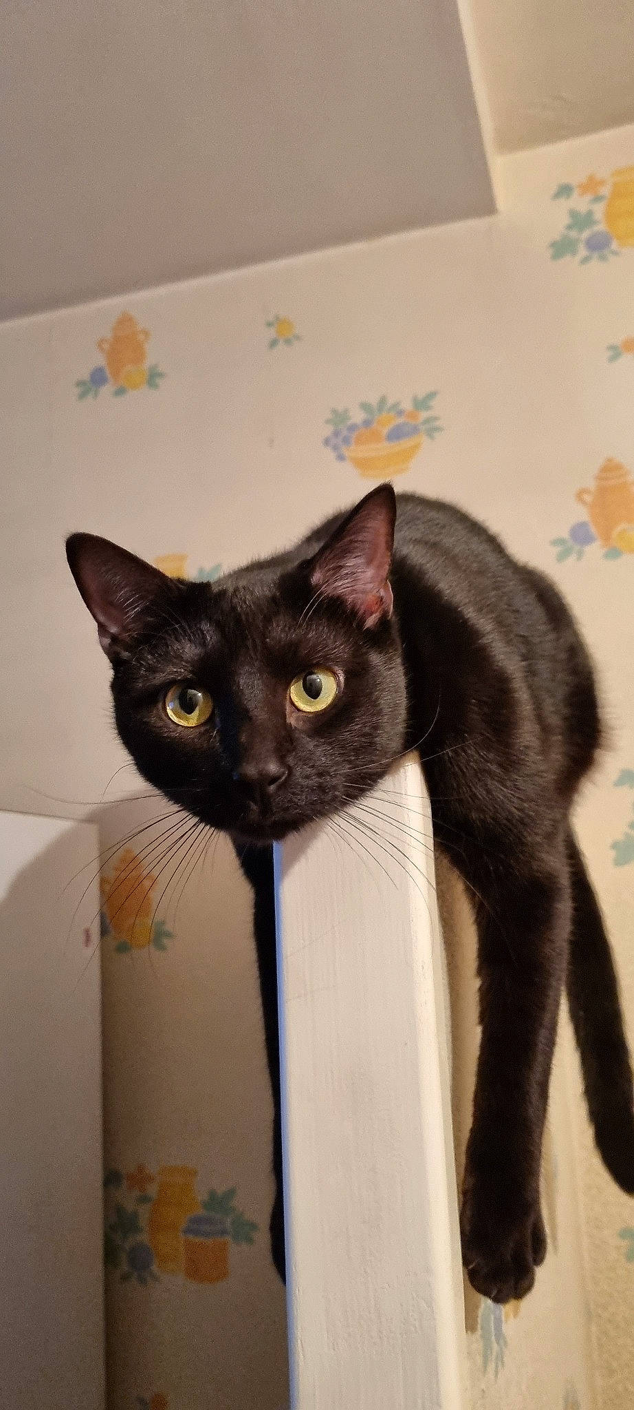 Chouky a rejoint le concours — aidez-le/la à gagner de superbes lots ! black_cat, box, cardboard, carnivore, carton, cat, domestic_short_haired_cat, felidae, fur, iris, packaging_and_labeling, paper_product, pet_supply, shipping_box, small_to_medium_sized_cats, snout, whiskers