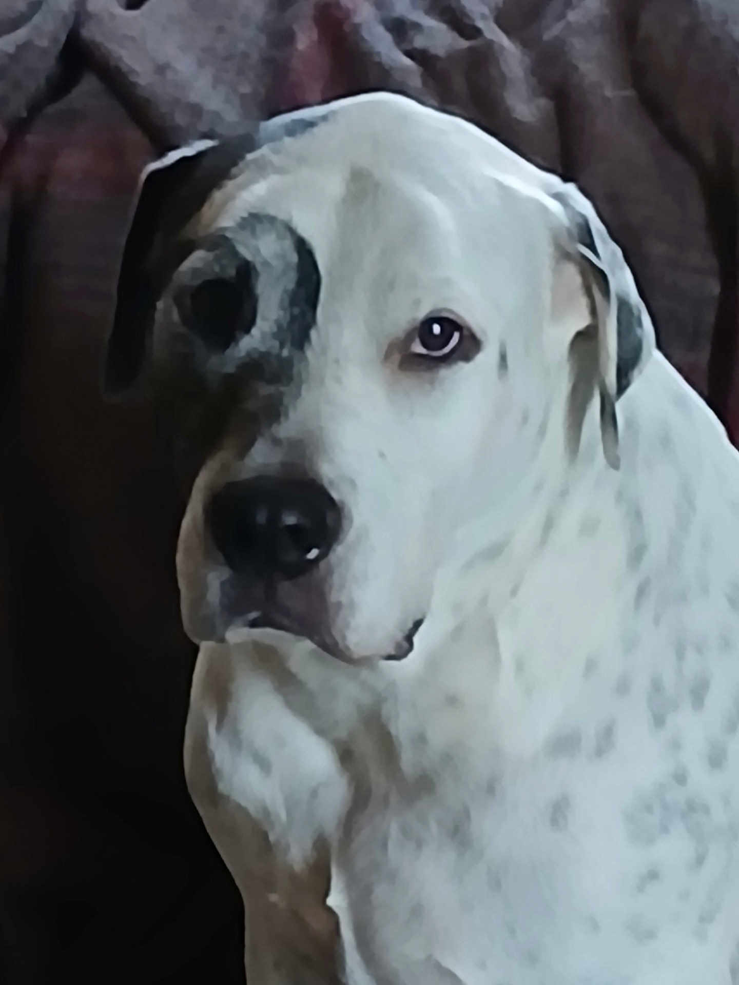 Oreo