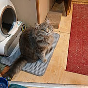Fluffy is registered to the contest to win money with this photo: animal, cat, cat_litter_box, curious, cute, domestic, floor, fluffy_cat, furniture, gray_fur, household, indoor, looking_up, mammal, mat, pet, rug, scratching_pad, wooden_floor, yellow_eyes